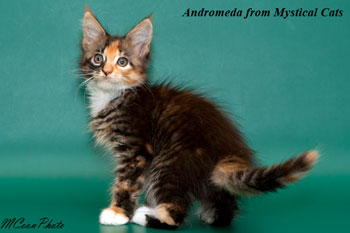мейн кун котенок Andromeda 2 месяца