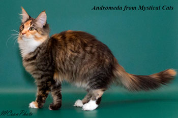 мейн кун котенок Andromeda 5 месяцев