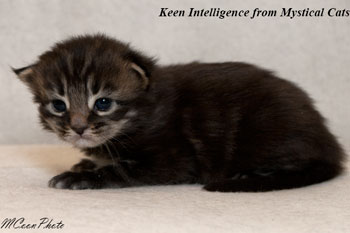 мейн кун котенок Keen Intelligence 2 недели