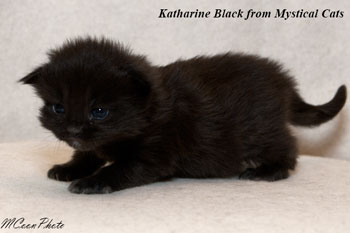 мейн кун котенок Katharine Black 2 недели