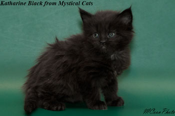 мейн кун котенок Katharine Black 1 месяц