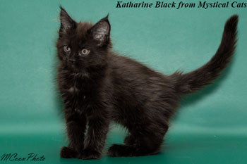 мейн кун котенок Katharine Black 2 месяца