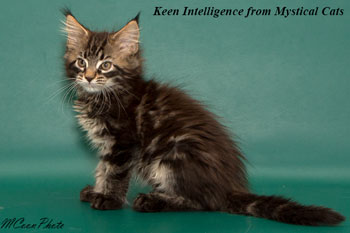 мейн кун котенок Keen Intelligence 2 месяца
