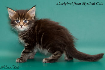 мейн кун котенок Aboriginal 1 месяц