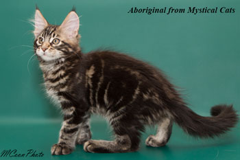 мейн кун котенок Aboriginal 2,5 месяца