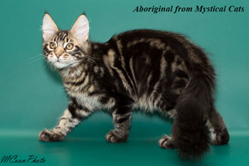 мейн кун котенок Aboriginal 4 месяца