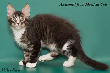 мейн кун котенок Alchemist 2,5 месяца