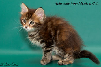 мейн кун котенок Aphrodite 1,5 месяца