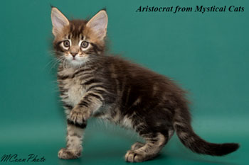 мейн кун котенок Aristocrat 1,5 месяца