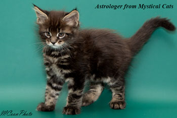 мейн кун котенок Astrologer 1,5 месяца