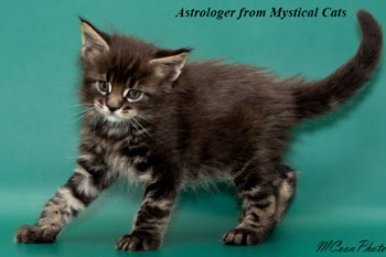 мейн кун котенок Astrologer 1 месяц