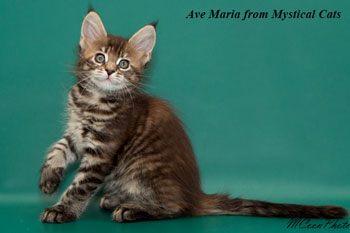 мейн кун котенок Ave Maria 1,5 месяца