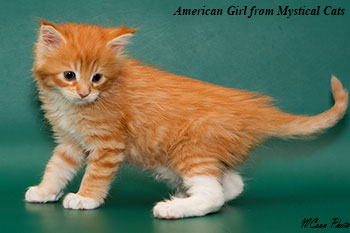 мейн кун котенок American Girl 1 месяц