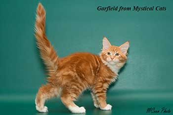 мейн кун котенок Garfield 2,5 месяца