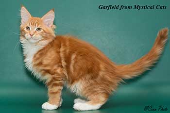 мейн кун котенок Garfield 2,5 месяца