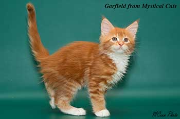 мейн кун котенок Garfield 2 месяца