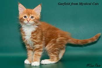 мейн кун котенок Garfield 2 месяца
