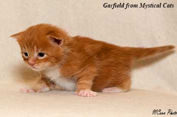 мейн кун котенок Garfield 2 недели