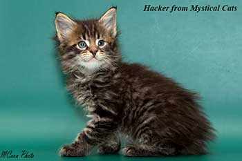мейн кун котенок Hacker 1 месяц