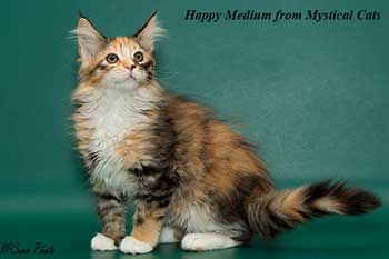 мейн кун котенок Happy Medium 2,5 месяца