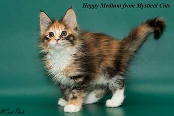 мейн кун котенок Happy Medium 2 месяца