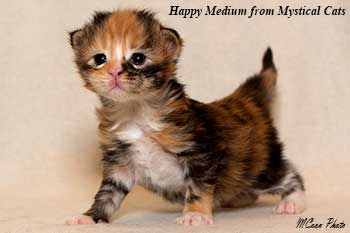мейн кун котенок Happy Medium 2 недели