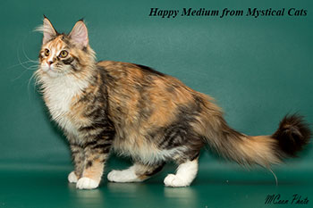 мейн кун котенок Happy Medium 5 месяцев