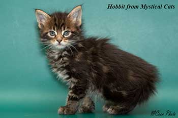 мейн кун котенок Hobbit 1 месяц