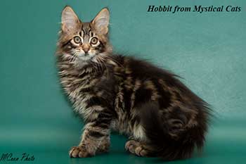 мейн кун котенок Hobbit 2,5 месяца