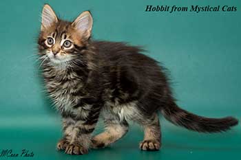 мейн кун котенок Hobbit 2 месяца