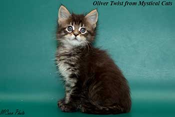 мейн кун котенок Oliver Twist 1 месяц