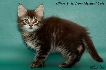 мейн кун котенок Oliver Twist 2 месяца