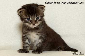 мейн кун котенок Oliver Twist 2 недели
