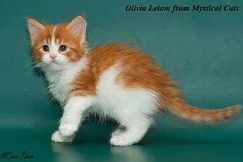 мейн кун котенок Olivia Letam 1 месяц