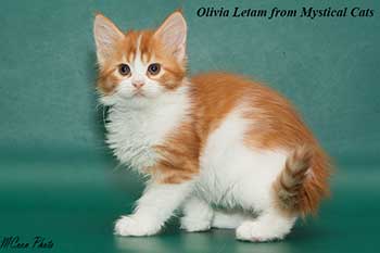 мейн кун котенок Olivia Letam 2 месяца