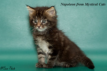 мейн кун котенок Napoleon 1 месяц