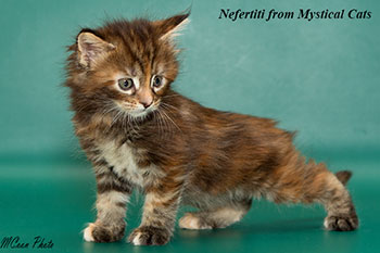 мейн кун котенок Nefertiti 1 месяц