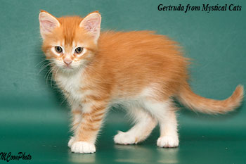 мейн кун котенок Gertruda 1,5 месяца