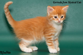 мейн кун котенок Gertruda 1 месяц