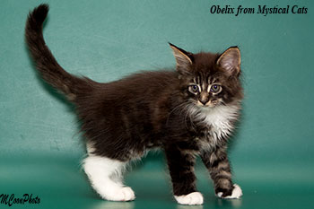 мейн кун котенок Obelix 1,5 месяца