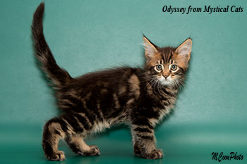 мейн кун котенок Odyssey 1,5 месяца