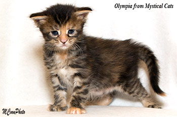 мейн кун котенок Olympia 20 дней