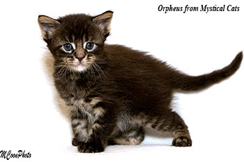 мейн кун котенок Orpheus 20 дней