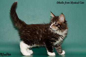 мейн кун котенок Othello 1,5 месяца