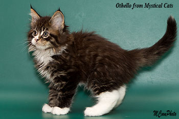 мейн кун котенок Othello 1,5 месяца