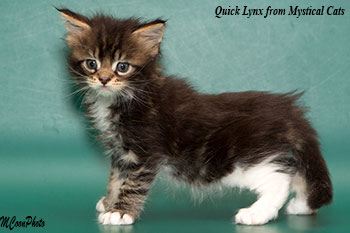 мейн кун котенок Queen Quick Lynx 1 месяц