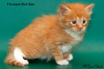    Red Star 1 
