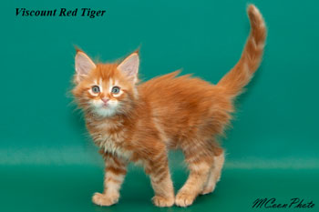    Red Tiger 1,5 