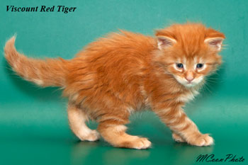    Red Tiger 1 