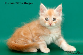    Silver Dragon 1,5 